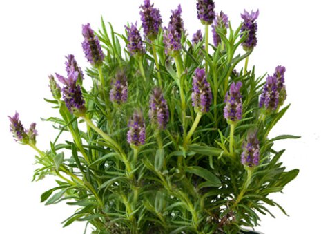 38. Lavendel (in pot)