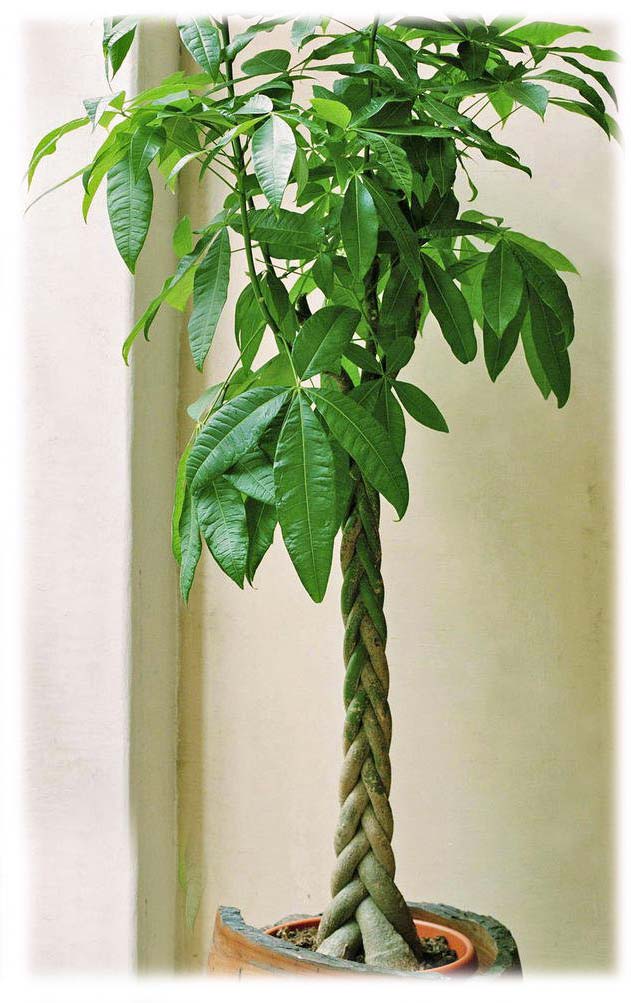 73. Plant: Moneytree Aquatica) - Voort Bloemen