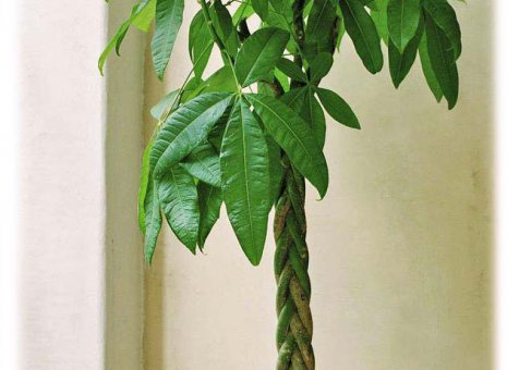 73. Plant: Moneytree (Pachira Aquatica)